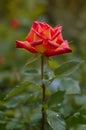 Red rose after rain Royalty Free Stock Photo