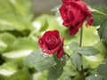 Red Rose on the rain Royalty Free Stock Photo