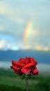 Red rose and rainbow Royalty Free Stock Photo
