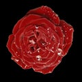 Red rose with raindrops on the black isolated background with clipping path. No shadows. Close-up. Royalty Free Stock Photo