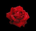 Red rose in raindrops isolated on black Royalty Free Stock Photo