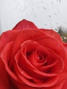 Red rose, raindrops ,rainy day Royalty Free Stock Photo