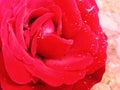 Red rose with raindrops Royalty Free Stock Photo