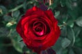 Red rose after a raining day