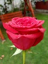 Red rose rainy day Royalty Free Stock Photo