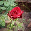 Red Rose In Rainy Season Royalty Free Stock Photo