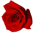 red rose . Realistic vector illustration