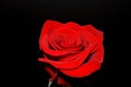 Red Rose. Red Rose on Black Background. Royalty Free Stock Photo