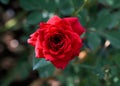 Red rose, Red roses bouquet with free space for text, Red Roses on a bush in a garden, Valentine day concept Royalty Free Stock Photo