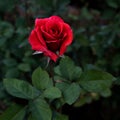 Red rose, Red roses bouquet with free space for text, Red Roses on a bush in a garden, Valentine day concept Royalty Free Stock Photo