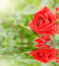 Red rose reflected in the water.