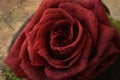 Red rose on retro grunge background