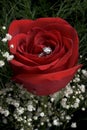 Red rose with ring Royalty Free Stock Photo