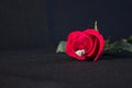 Red rose and ring Royalty Free Stock Photo