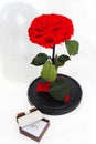 Red rose and a ring in a box. Royalty Free Stock Photo