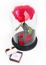 Red rose and a ring in a box. Rose in a flask. Royalty Free Stock Photo