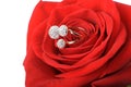Red rose with a ring with jewels Royalty Free Stock Photo