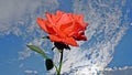 A red rose in the clouds in a cerulean sky Royalty Free Stock Photo