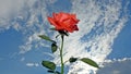 A red rose in the clouds in a cerulean sky Royalty Free Stock Photo