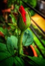 Red Rose... Rosa bud.. symbol of feminism, elegancy, purity... Royalty Free Stock Photo