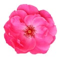 Red Rose Rosaceae isolated on white background, including clipping path. Royalty Free Stock Photo