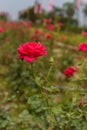 A red rose in the rose field. Royalty Free Stock Photo