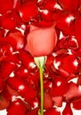 Red rose on rose petals