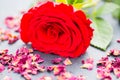 Red rose with rose petals on slate board Royalty Free Stock Photo