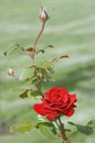 Red Rose With Rosebud