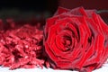 Red Rose - rote Rose Royalty Free Stock Photo