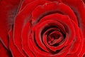 Red Rose - rote Rose