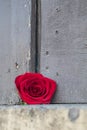 Red rose on a rustic ledge Royalty Free Stock Photo