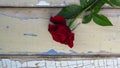 Red rose on rustic style wood background. Old wood texture with peeling blue and white paint. Royalty Free Stock Photo