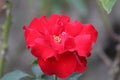 Red rose`s petals closeup with blur nature. Beautiful floral background. Royalty Free Stock Photo