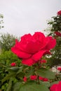 Red Rose Royalty Free Stock Photo