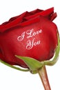 Red Rose that says I Love You Royalty Free Stock Photo