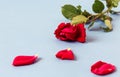 Red rose with scattered petals lying on a blue background, space for text, close-up, side view Royalty Free Stock Photo