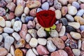 Red rose on sea stones Royalty Free Stock Photo