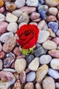 Red rose on sea stones Royalty Free Stock Photo