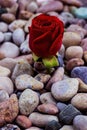 Red rose on sea stones Royalty Free Stock Photo