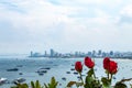 Red rose and sea views of Pattaya.