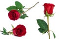 Red rose set flower close-up isolated on white clipping path included Royalty Free Stock Photo