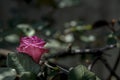 Red rose on a shallow depht of field Royalty Free Stock Photo