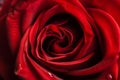 Red rose shape heart closeup. Generate Ai Royalty Free Stock Photo