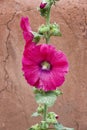 Red Rose of Sharon