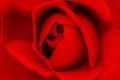 Red rose shot up close using macro lens