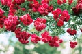 Red rose shrub. Beautiful red flowers. Summer day. Decoration for garden Royalty Free Stock Photo