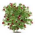 Red rose shrub plant isolated on white