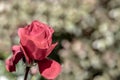 A red rose from the side with a bright blurry bokeh