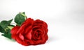Red rose sideways with white background Royalty Free Stock Photo